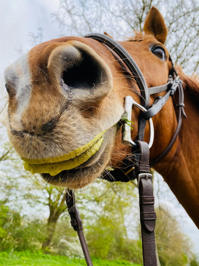 spookygelding