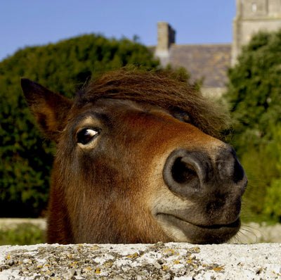 oatsbeforegoats